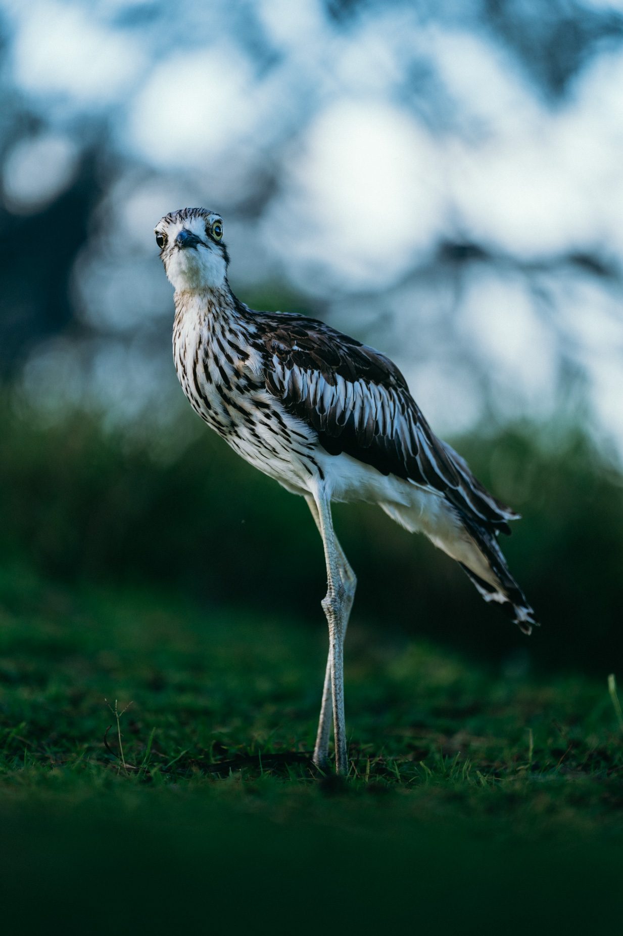 A bush stone-curlew standing on the grass