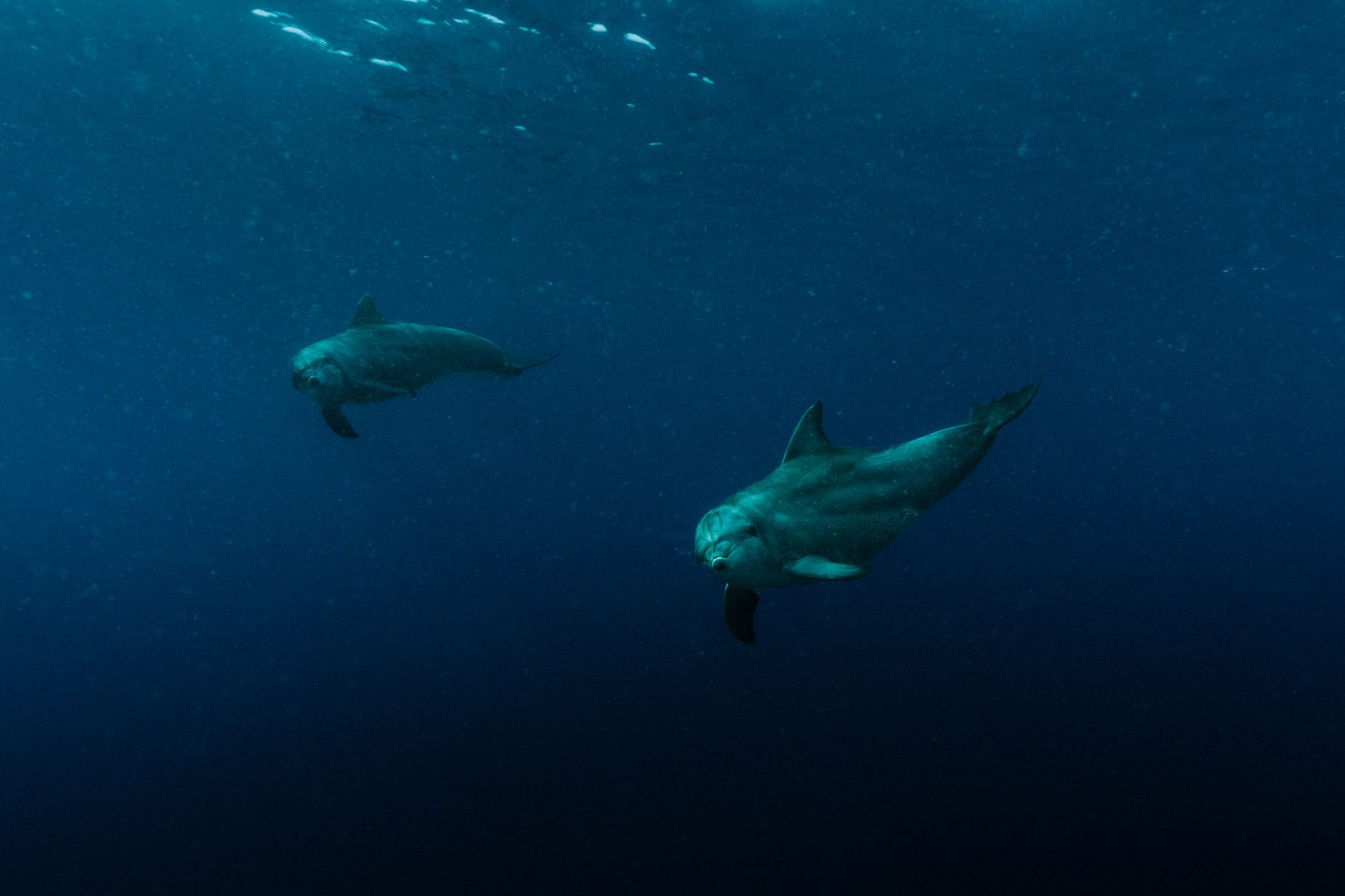 Two dolphins swimming underwater off North Stradbroke Island