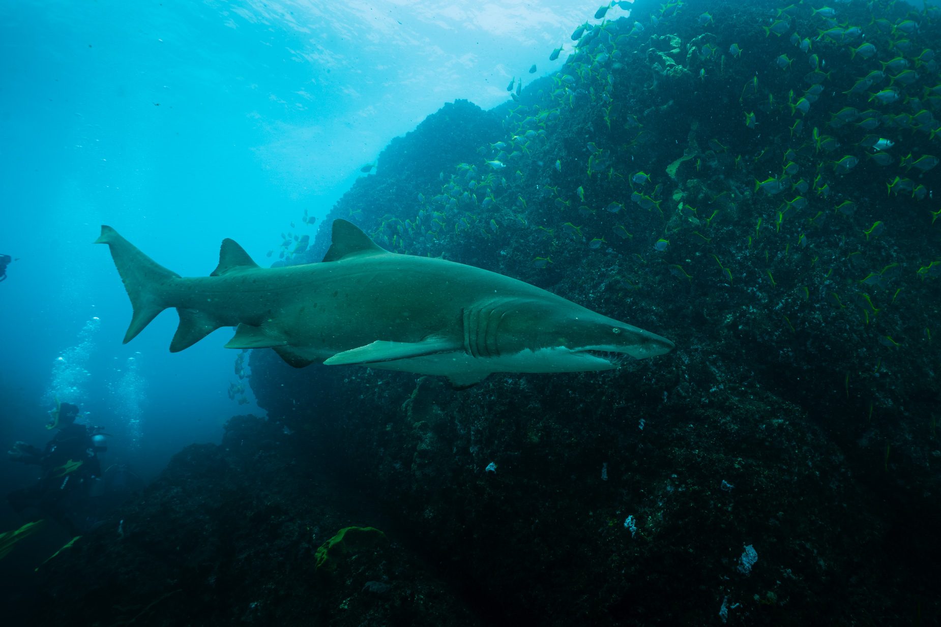 A grey nurse shark swimming past a reef wall and a school of fish