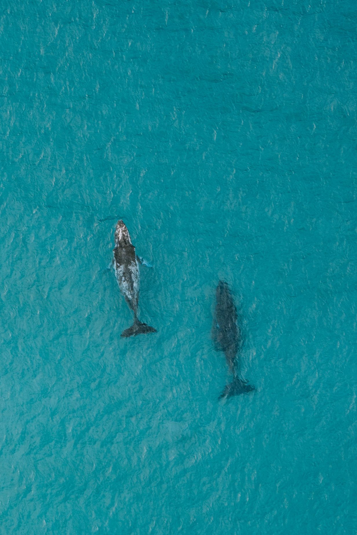 Two humpback whales seen from above in the clear blue water off North Stradbroke Island