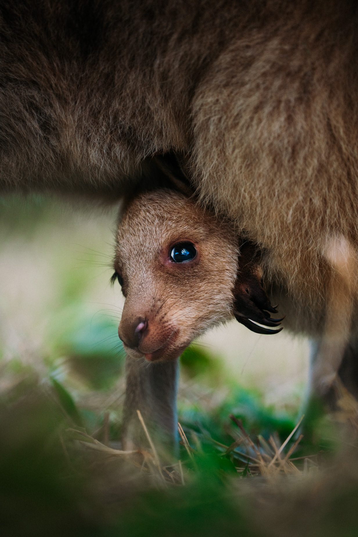 A kangaroo joey peeking out of its mother's pouch