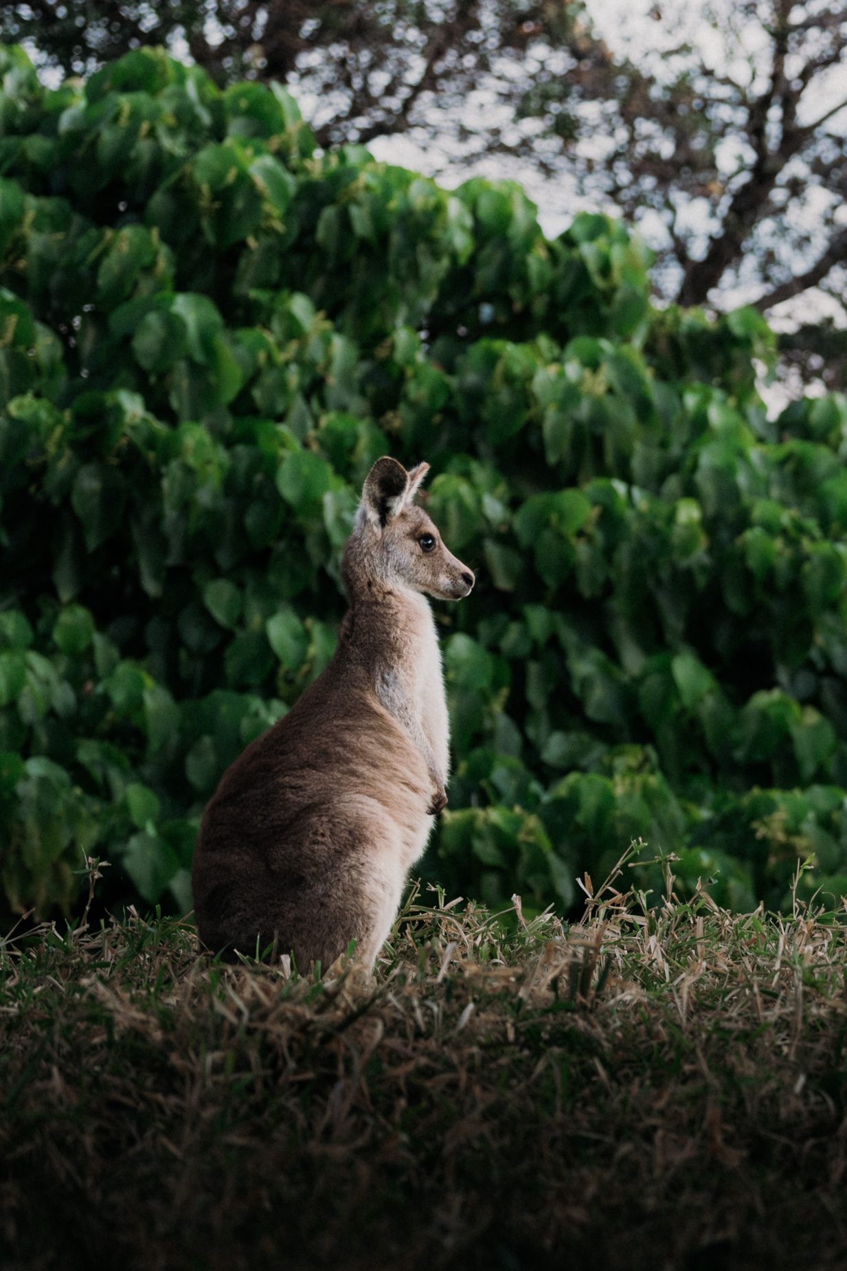 A kangaroo sitting on the grass in front of green foliage
