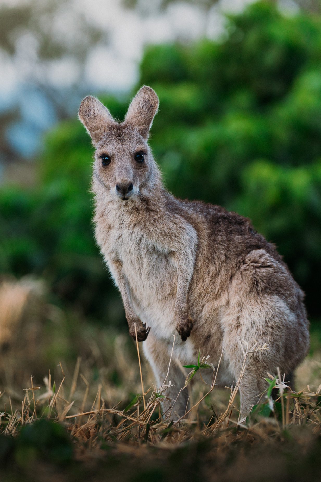 A kangaroo standing upright in the long grass