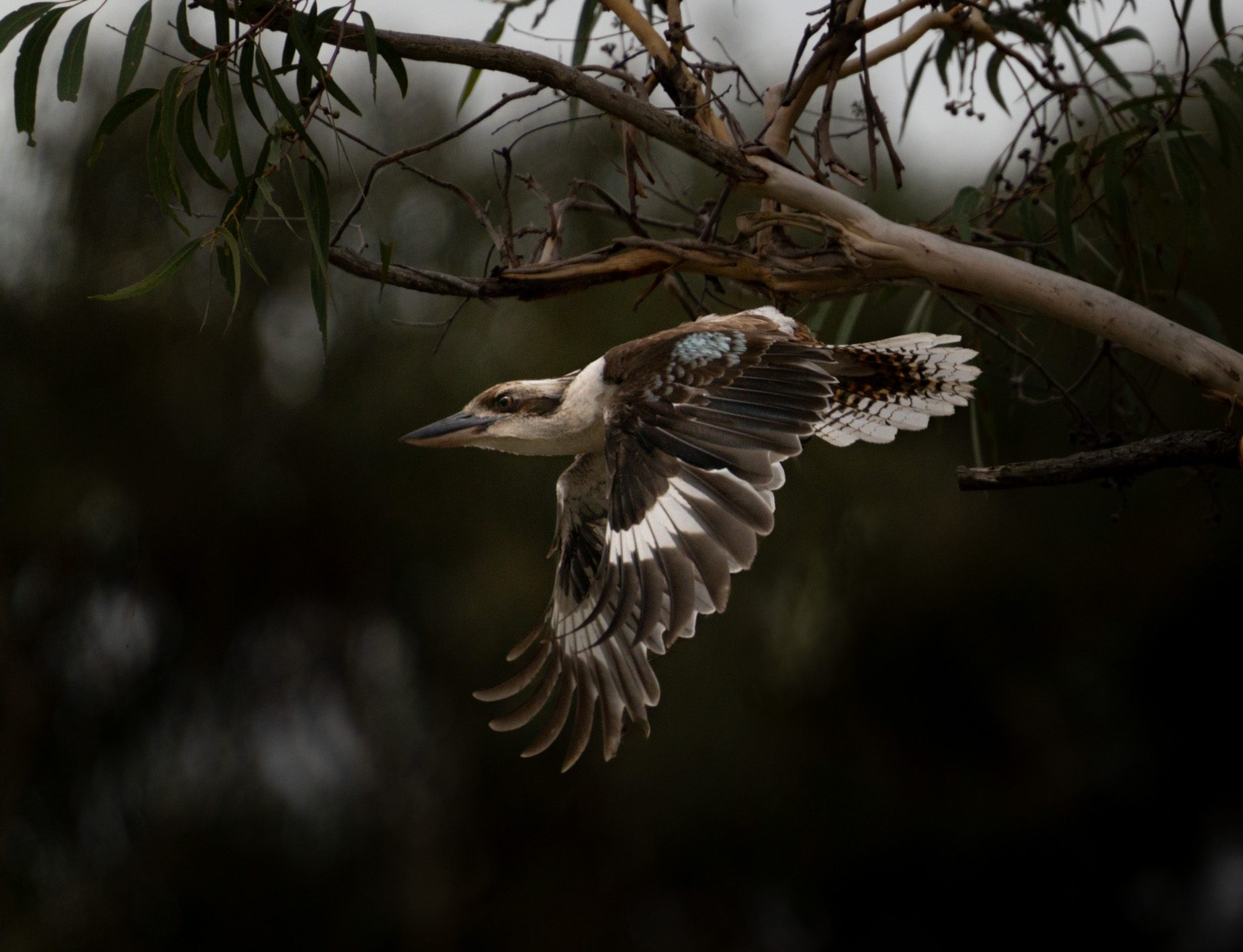 A kookaburra spreading its wings as it takes off from a branch