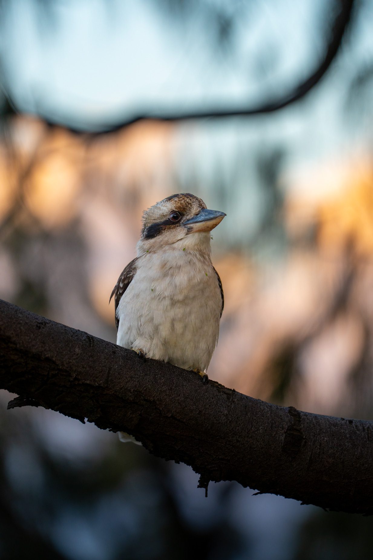 A kookaburra perched on a branch in the late afternoon light