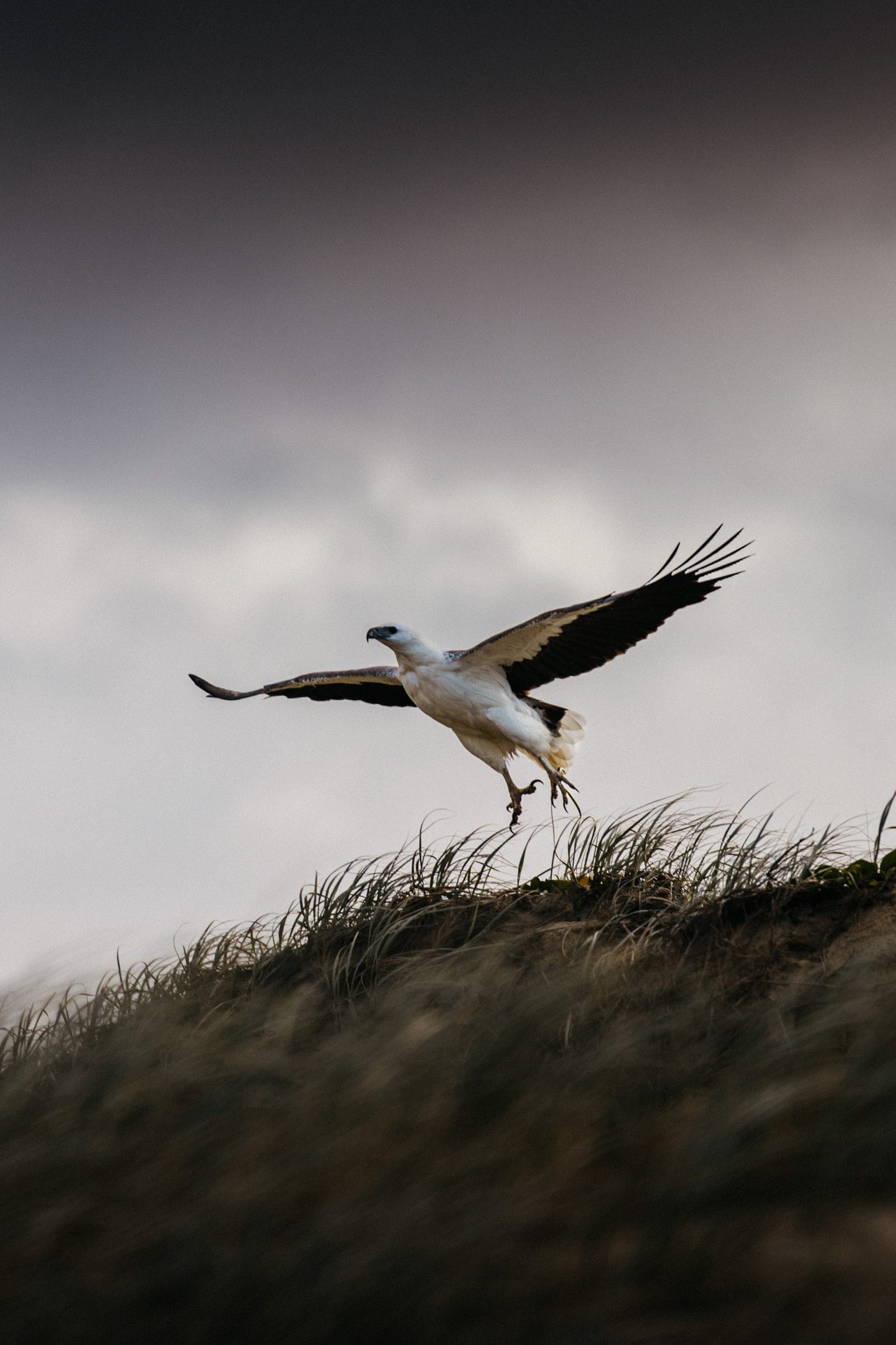 An osprey taking flight from a grassy dune