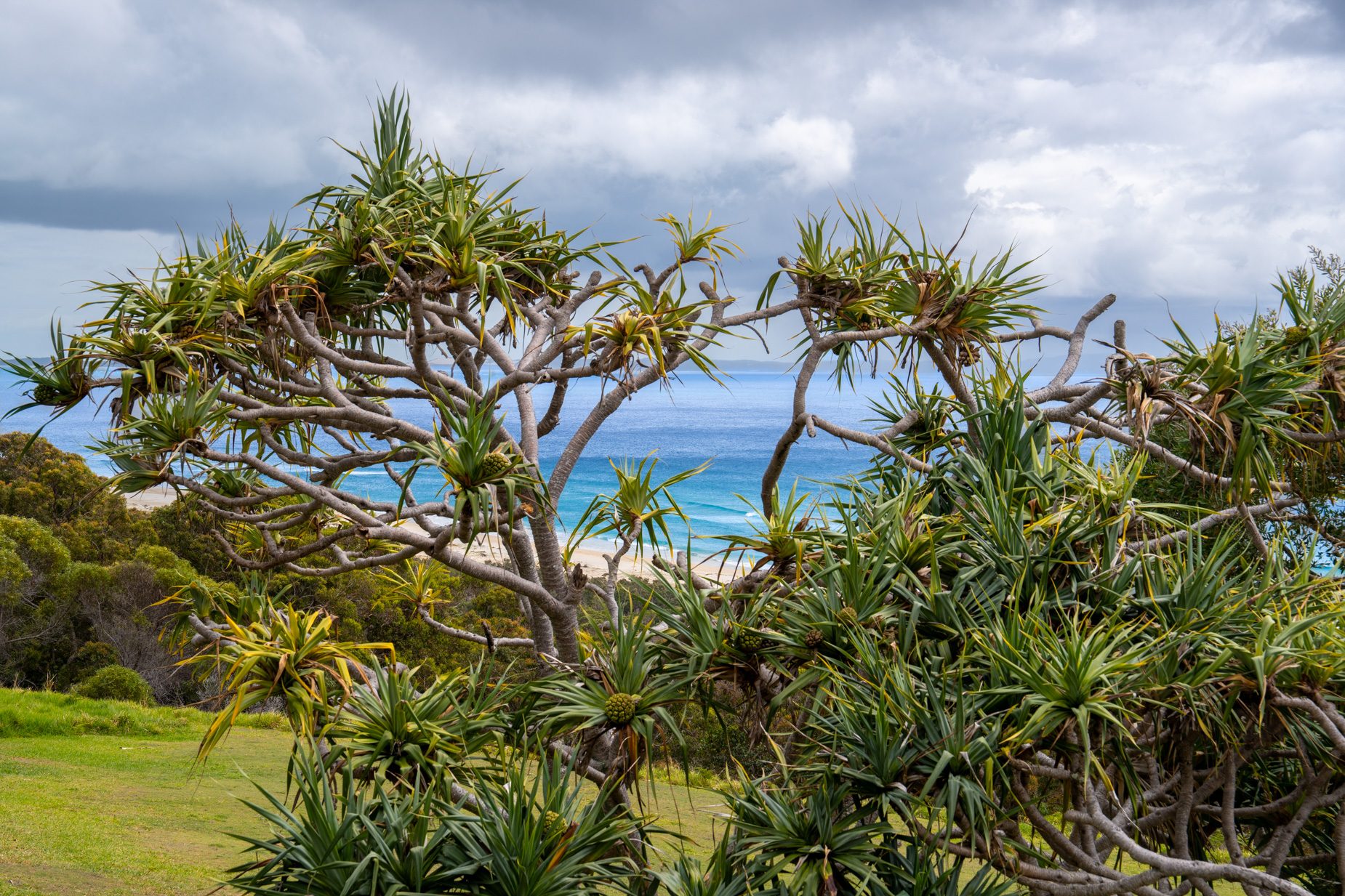 Ocean views through the pandanus palms from the Standard Headland Ocean 3 Bedroom villa